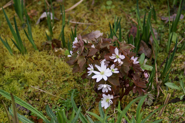 Thalictrum thalictroides (Anemonella thalictroides)