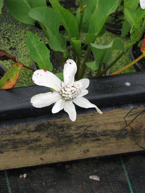 Anemopsis de californie (Anemopsis californica)