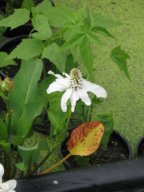 Anemopsis de californie