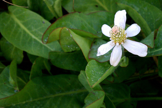 Anemopsis de californie