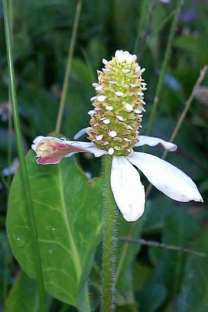 Anemopsis de californie