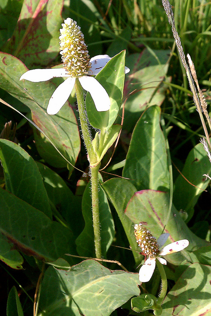 Anemopsis de californie