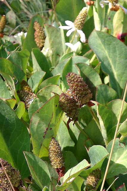 Anemopsis de californie