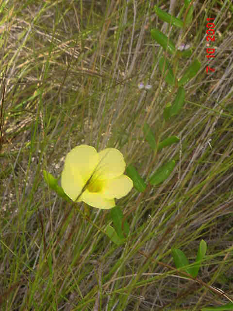 Angadenia berteroi