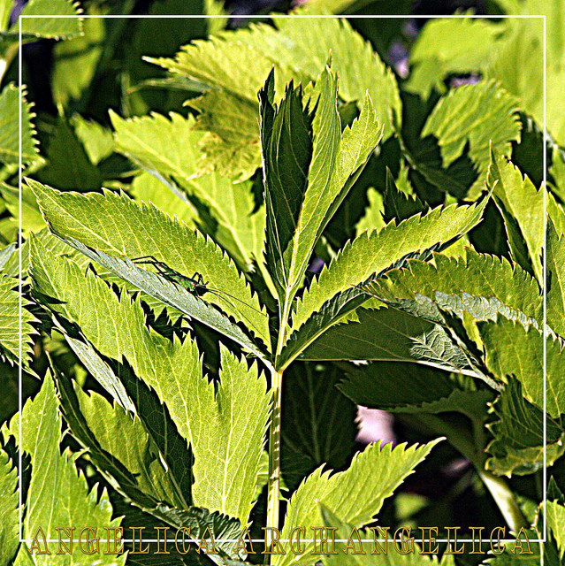 Angélique officinale