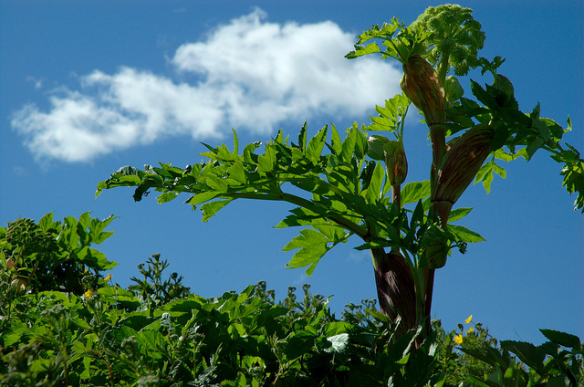Angélique officinale