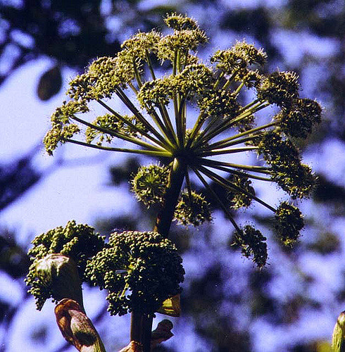 Angelica atropurpurea (Angelica atropurpurea)