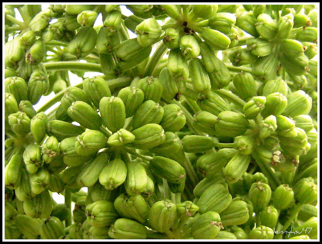 Angelica dahurica