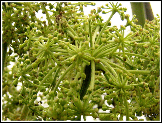 Angelica dahurica