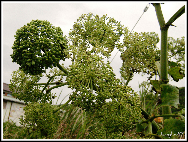 Angelica dahurica