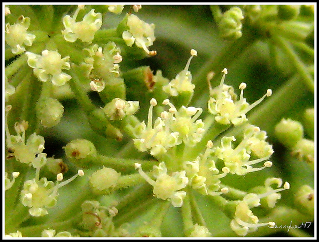 Angelica dahurica