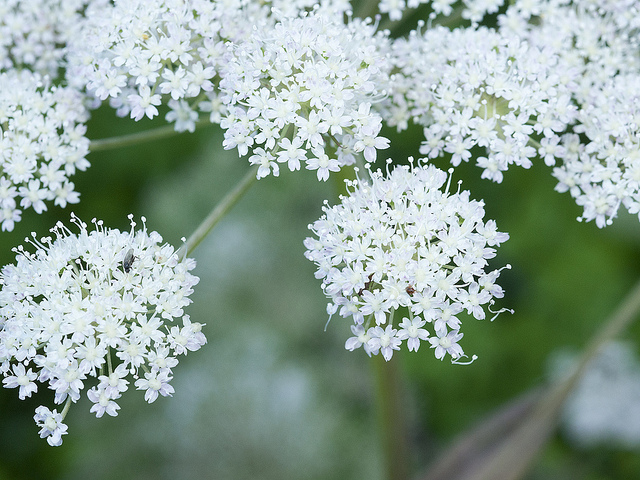 Angelica genuflexa (Angelica genuflexa)