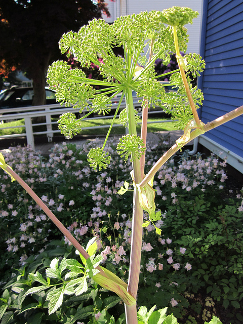 Angélique gigas (Angelica gigas)