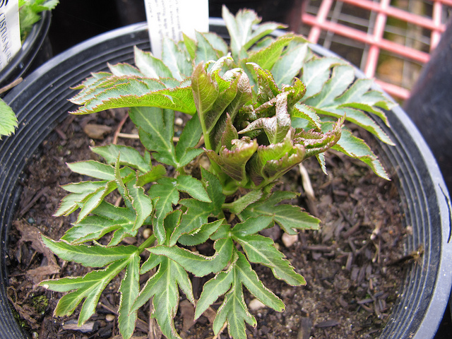 Angélique gigas