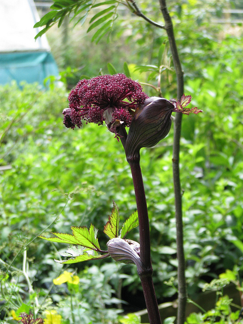 Angélique gigas