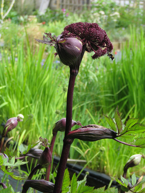 Angélique gigas