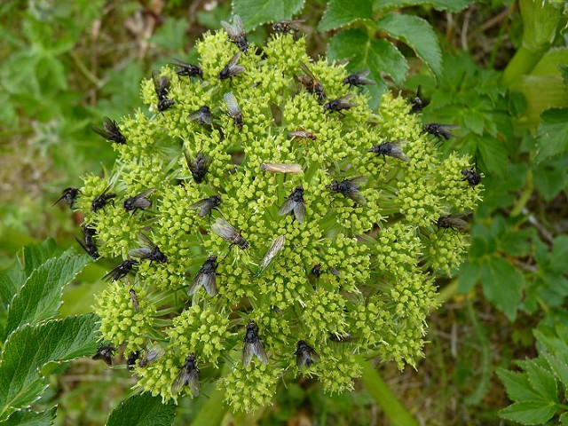 Angelica lucida (Angelica lucida)