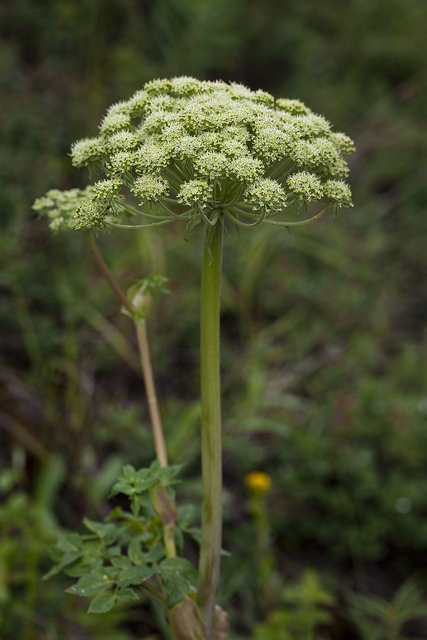 Angelica lucida