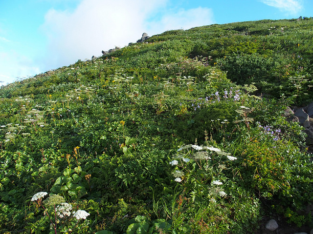 Angelica pubescens