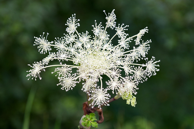 Angelica pubescens (Angelica pubescens)