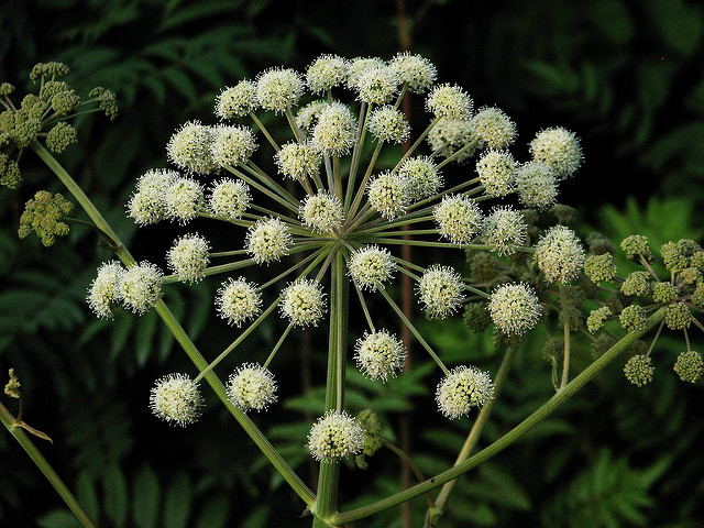 Angélique des bois (Angelica sylvestris)
