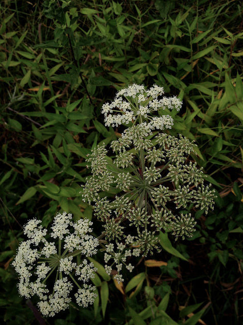 Angelica venenosa (Angelica venenosa)
