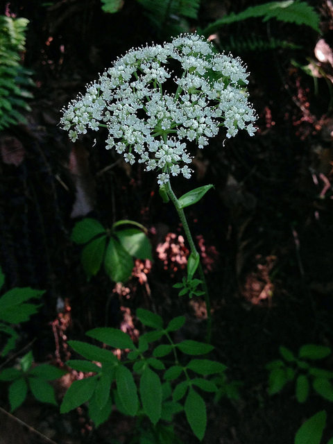 Angelica venenosa
