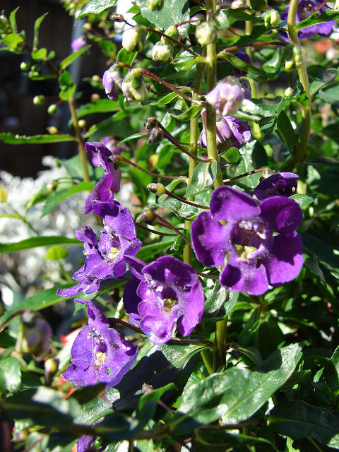 Angelonia angustifolia