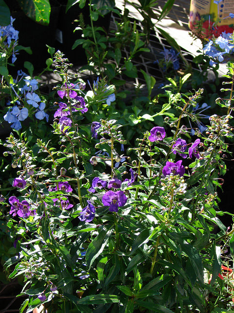Angelonia angustifolia