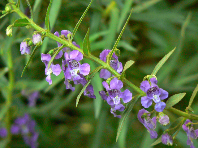 Angelonia angustifolia