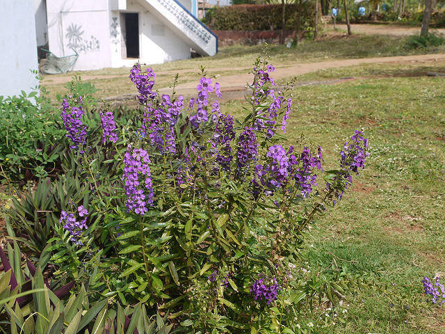 Angelonia angustifolia (Angelonia angustifolia)