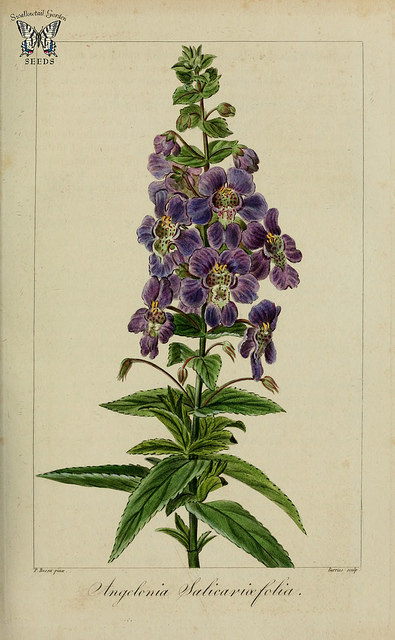 Angelonia salicariifolia