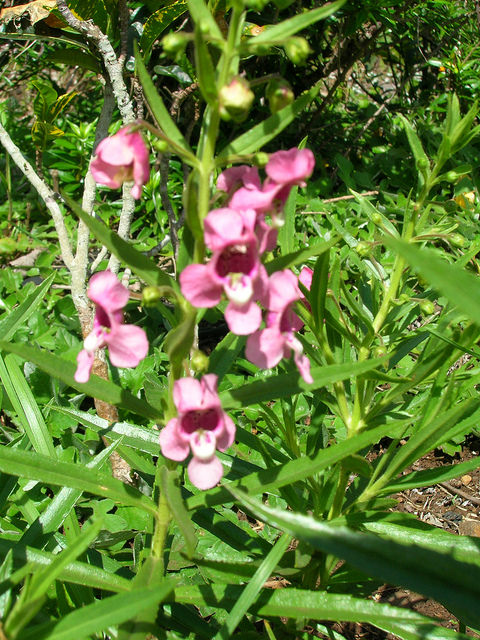 Angelonia salicariifolia