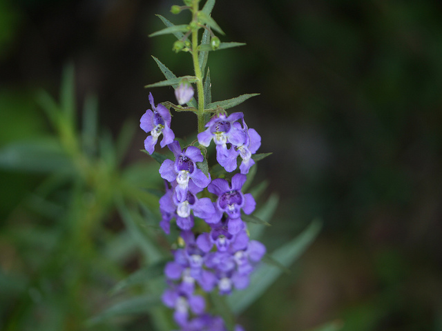 Angelonia salicariifolia