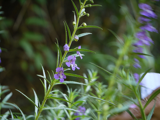 Angelonia salicariifolia