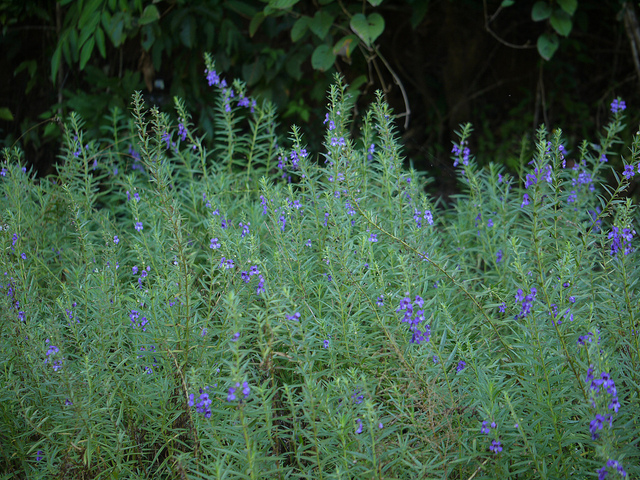 Angelonia salicariifolia