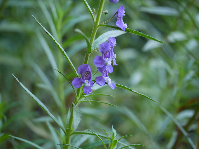 Angelonia salicariifolia (Angelonia salicariifolia)