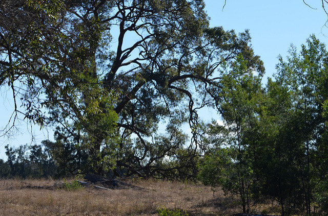 Angophora floribunda