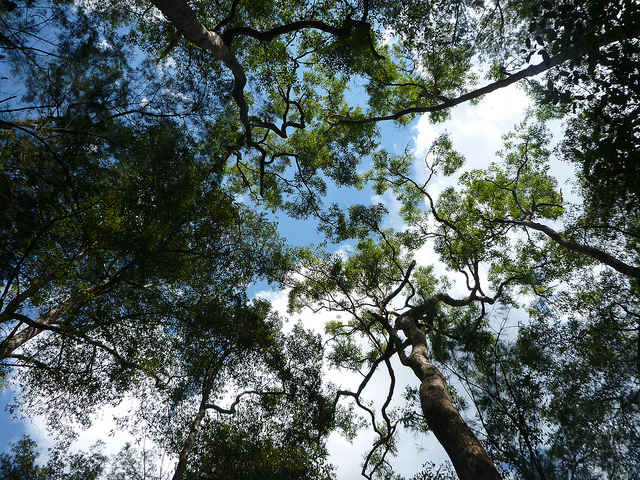 Angophora floribunda (Angophora floribunda)