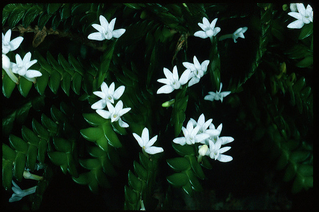 Angraecum (Angraecum)