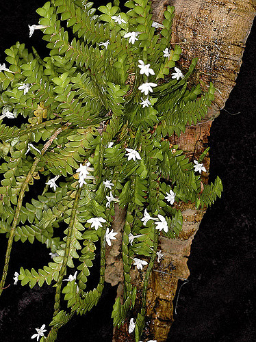 Angraecum distichum