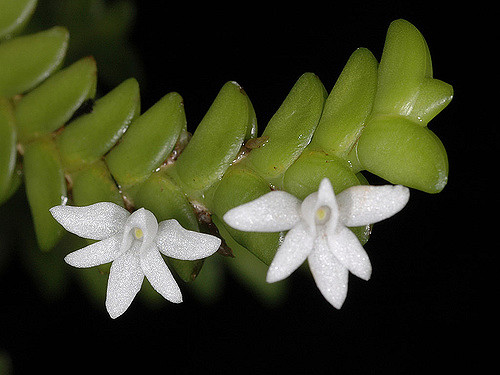 Angraecum distichum