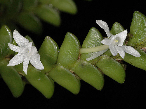 Angraecum distichum