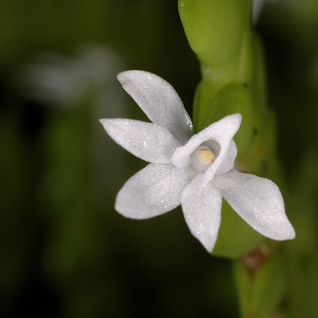 Angraecum distichum