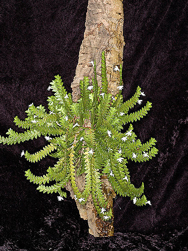Angraecum distichum
