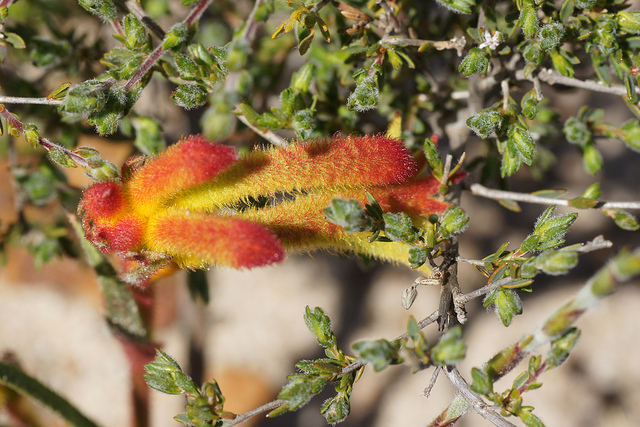 Anigozanthos humilis