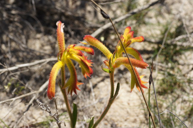 Anigozanthos humilis