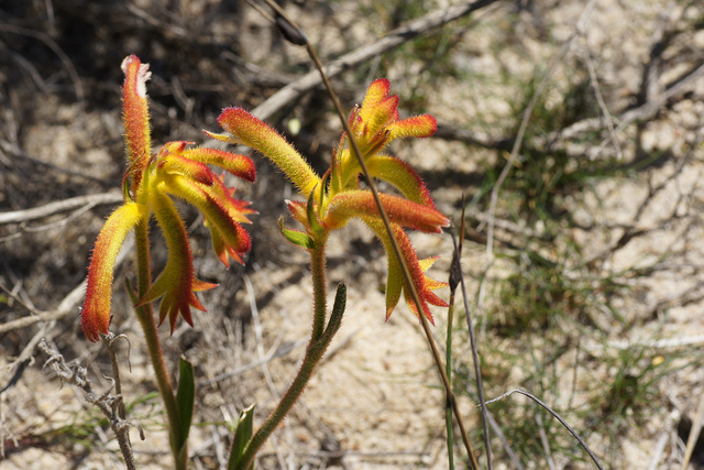 Anigozanthos humilis