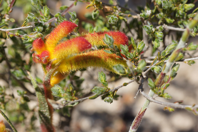 Anigozanthos humilis