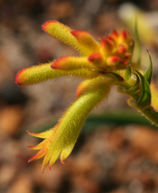 Anigozanthos humilis
